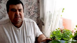 Хризантема шаровидная как сохранить зимой