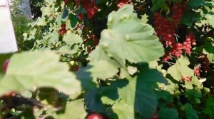 Черный тмин растет и зимует в Сибири.