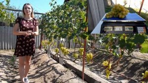 КАТАЛОГ СОРТОВ ВИНОГРАДА 2020 - 2021г. Владимир Попченко.