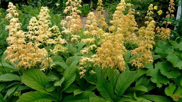 Розмарин обыкновенный (лат.  Rosmarinus officinalis)