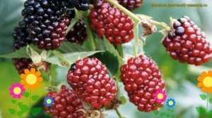 Ежевика гибридная Бойсенберри. Краткий обзор, описание характеристик rubus eubatus Бойсенберри