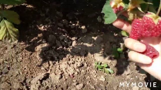 Обзор ремонтантных сортов малины : Похвалинка , Малиновая гряда и Оранжевое чудо ! смотреть онлайн
