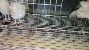 ПЕРЕПЕЛА. Формирование материнского стада