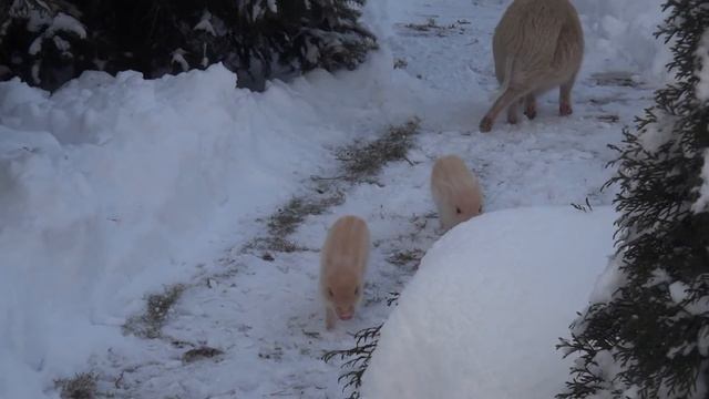 Мини пиги. Семья минипигов и Снег.