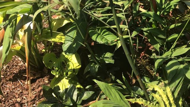 Rhododendron sinogrande - lessons learned смотреть онлайн