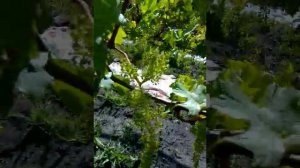 Гигантские соцветия у сорта винограда Преображение