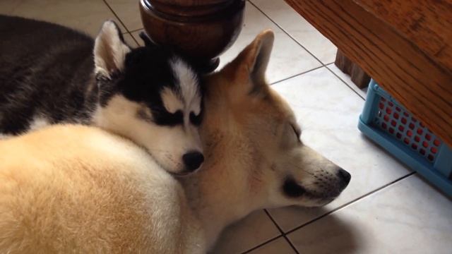 Akita Inu & Siberian Husky : best friends смотреть онлайн