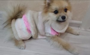 Вязаная одежда для собак. Шпиц 5 месяцев.