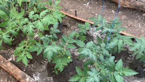 Теплица | Как уживаются огурцы и помидоры в одной теплице? Борьба с тлей.