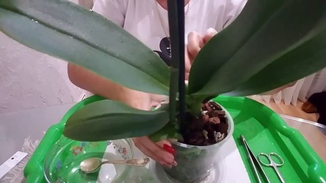 Новый житель, Орхидея Miraflor. Обработка и процедуры после покупки. 12 сентября 2020 г. смотреть онлайн