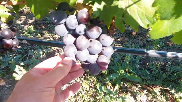 20160910 Виноград Фараон смотреть онлайн