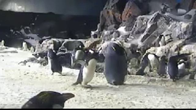 Пингвины в зоопарке SeaWorld смотреть онлайн