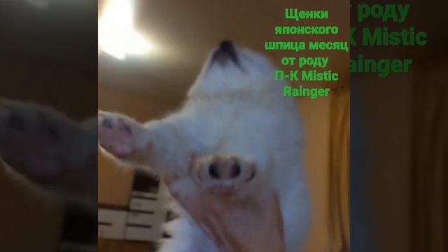 щенки японского шпица от питомника Mistic Rainger / Мистик Рейнджер
