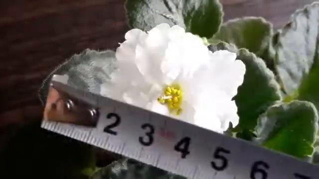 Фиалки выращивание семенным способом  Получения новых сортов часть 82