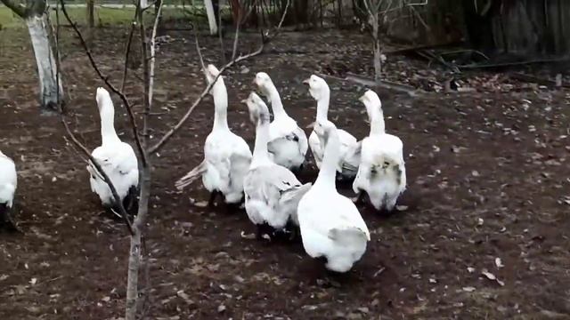 Холмогоры и другая птица.