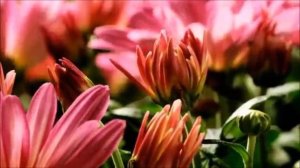 Ирина С Днём Рождения !