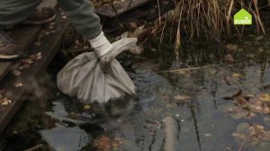 ЗИМОВКА водяных лилий. 2 способа. Храним нимфеи в подвале и на дне пруда зимой