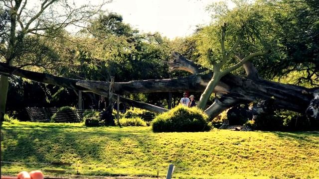 Сафари парк в Сан Диего смотреть онлайн