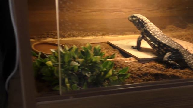 Мила с Копой едят живой корм (зофобас) смотреть онлайн