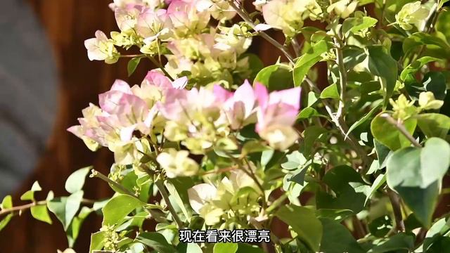 Bougainvillea, retro anti purple sand high end plastic basin【Record】 смотреть онлайн