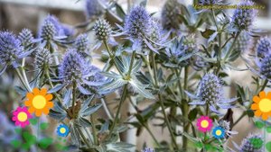 Синеголовник плосколистный Тайни Джекпот. Краткий обзор, описание eryngium planum Tiny Jackpot
