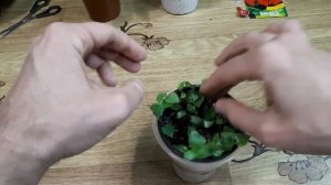 Как размножить каллизию. Просто и быстро. Бери и делай!