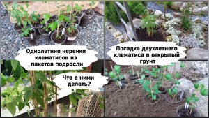 Однолетние черенки клематисов. Посадка двухлетнего в открытый грунт.