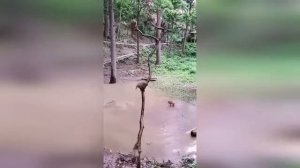 Смешные обезьяны прыгают с дерева в воду! Прикольное видео