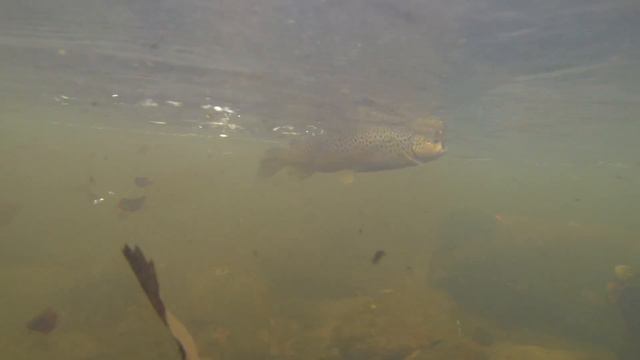 Осенняя форель. Малая река. [HD 1080] смотреть онлайн