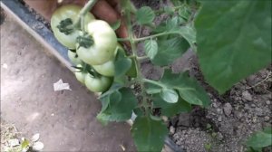 Внекорневая подкормка бором томатов и не только, как и почему.