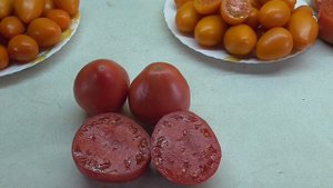 Томат Батяня. №41. Дегустация. Ольга Чернова.