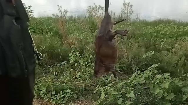 Поймали ОНДАТРУ НА СПИННИНГ!!!