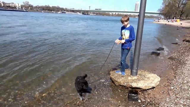 ❤ КРУТОЙ БРЕЙК ДАНС в центре Кёльна ❤ ПУДЕЛЬ плавает в реке РЕЙН смотреть онлайн