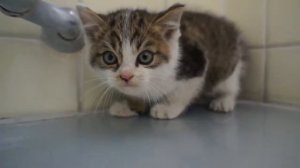 Испуганный и милый котенок.