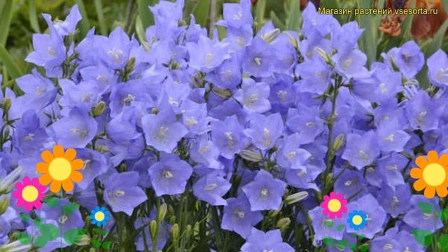 Колокольчик персиколистный Такион Блю. Краткий обзор, описание campanula persicifolia Takion Blue смотреть онлайн