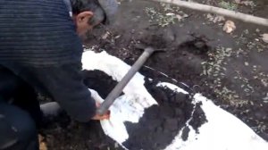 КАК УКРЫТЬ МОЛОДЫЕ САЖЕНЦЫ ВИНОГРАДА НА ЗИМУ