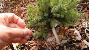 Хвойные  с названиями (coniferous tree) и розы в саду августе.Ч.1