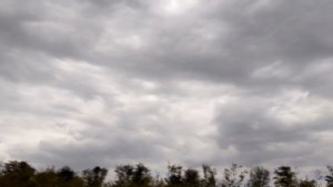 Предпосевная культивация после дисковки проса