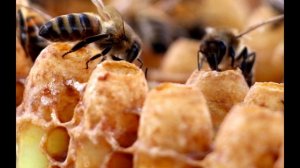 Автоматизация при сборе маточного молочка.