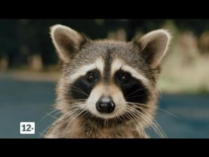 Месть пушистых