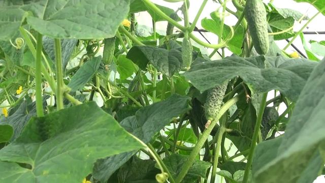 Безопасное ,но очень эффективное средство от болезней и вредителей на огурцах смотреть онлайн