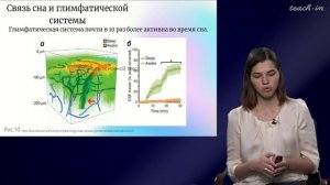 Сибирякина Д.А. - Цикл научных докладов - 3. Глимфатическая система