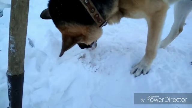 Утренняя зарядка. Раскопка дров из под снега. смотреть онлайн