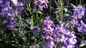 Ночная фиалка