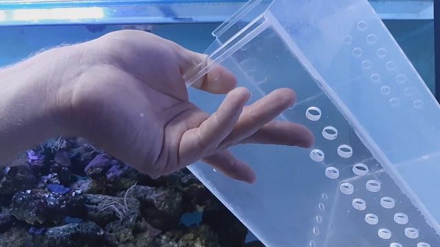 Адаптация новой рыбки в морском аквариуме. смотреть онлайн