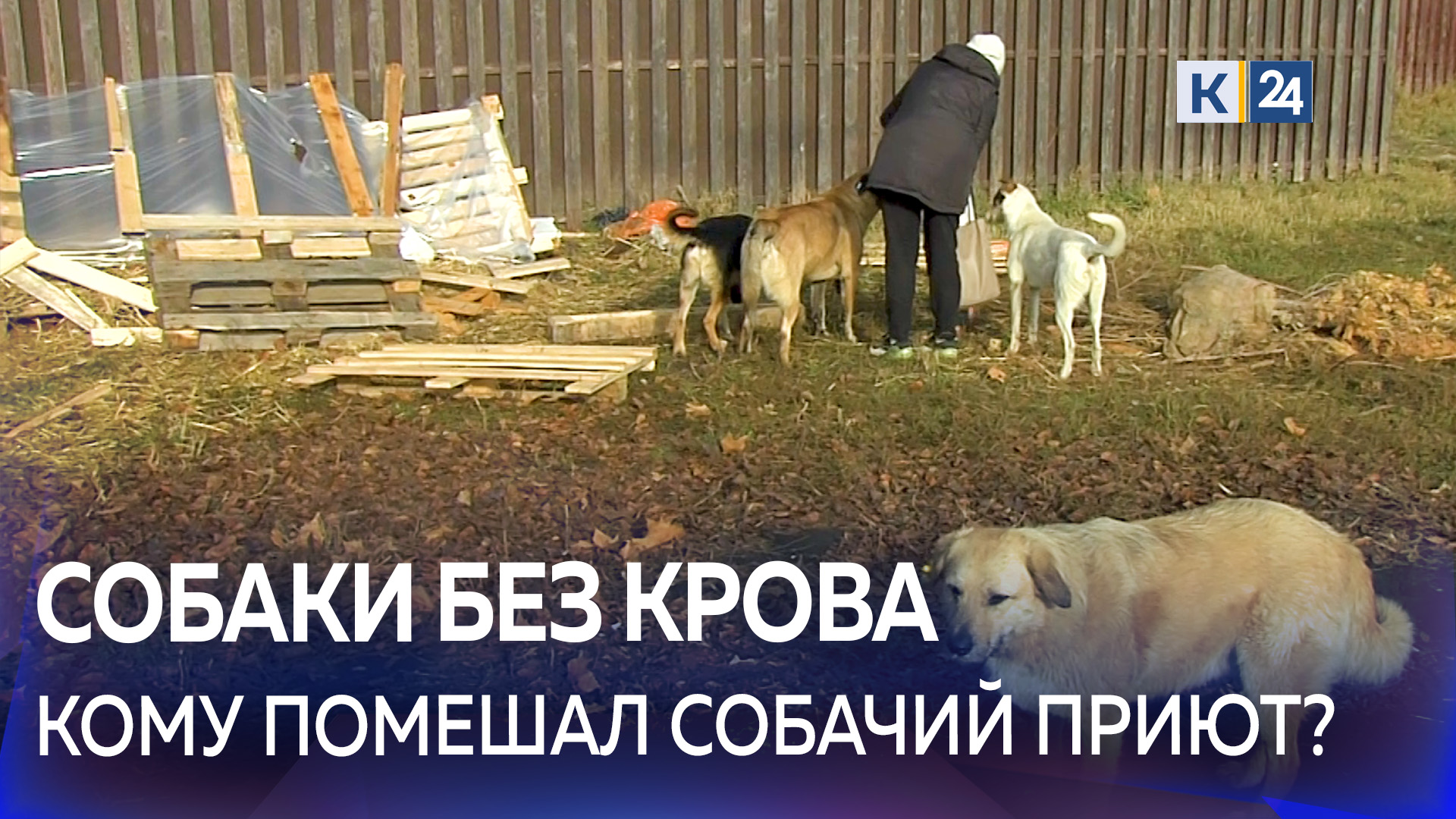?В Краснодаре неизвестные разрушили самодельный приют для собак