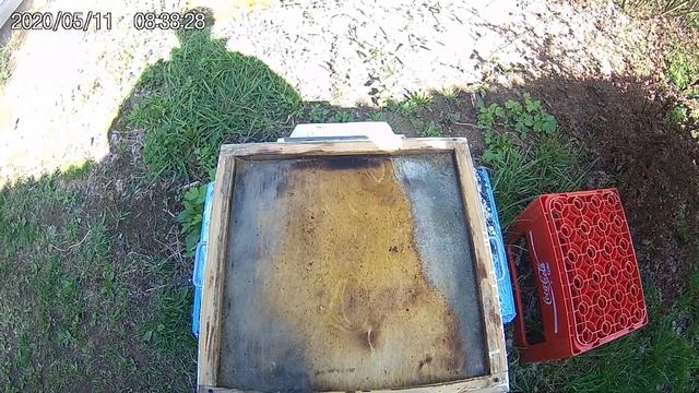 Пчеловодство. Вред от холстика- плёнки весной. смотреть онлайн