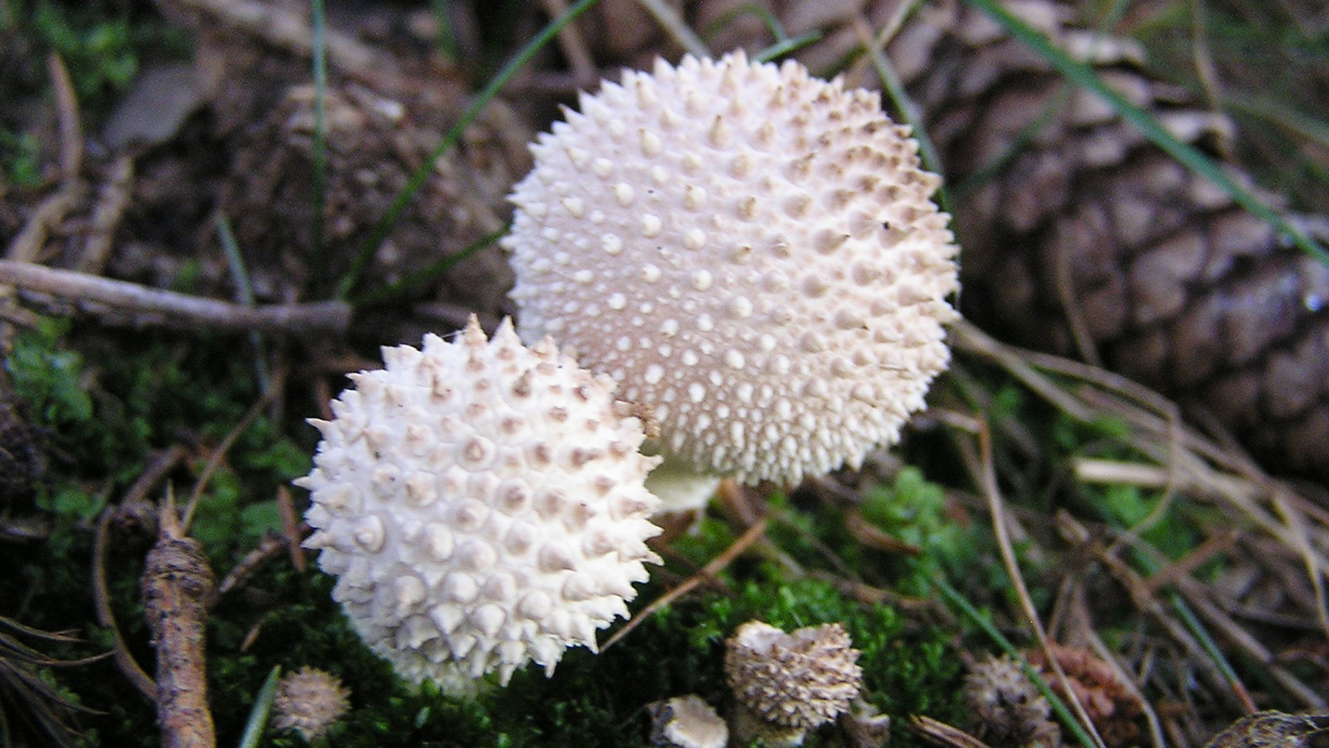 Дождевик шиповатый (Lycoperdon perlatum). Как выглядит гриб на месте произрастания.