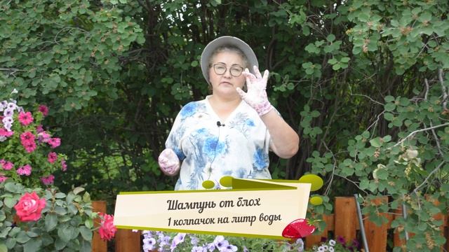 Чем обработать растения от паутинного клеща: способы борьбы с вредителем смотреть онлайн