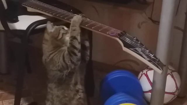Кошка играет на Ibanez !! The cat is playing the guitar. смотреть онлайн